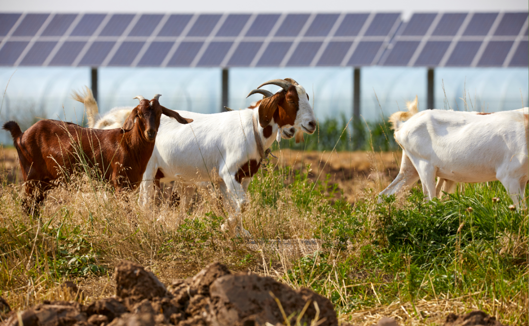 EEB says important solar expansion won’t impact food production