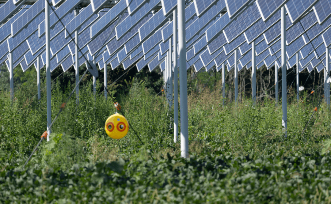 Research: Agrivoltaic projects boost insect populations