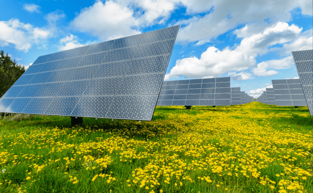 Research: Biodiversity boosted by solar parks