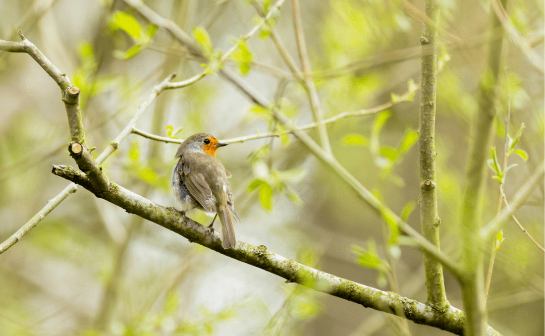 Research: UK solar farms boost endangered birdlife populations