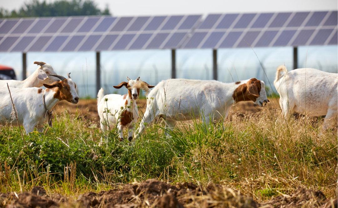 European Commission: Agrisolar critical in future-proofing farming
