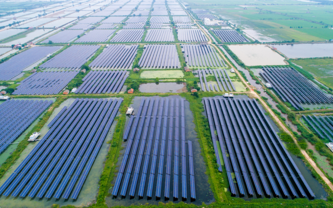 A solar farm in a rice field.
