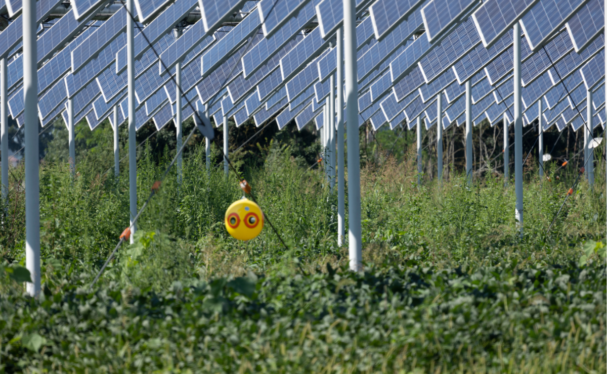 Solar panels on a farm with an irrigation system
