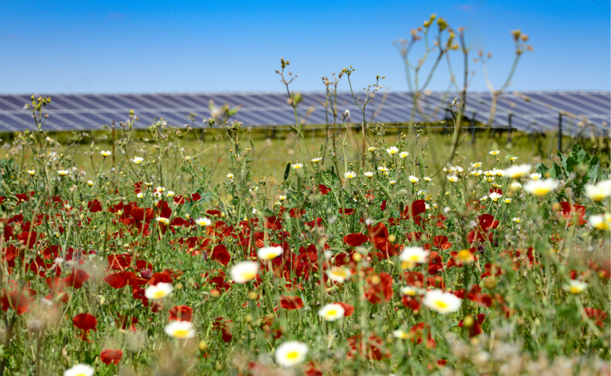 A solar farm with poppy fields
